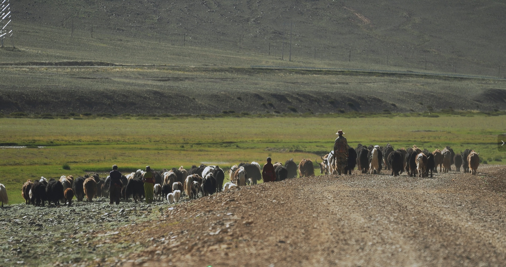 Alicashmere's Journey of Origin